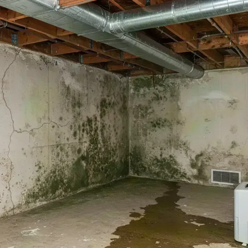 Professional Mold Removal in Herculaneum, MO